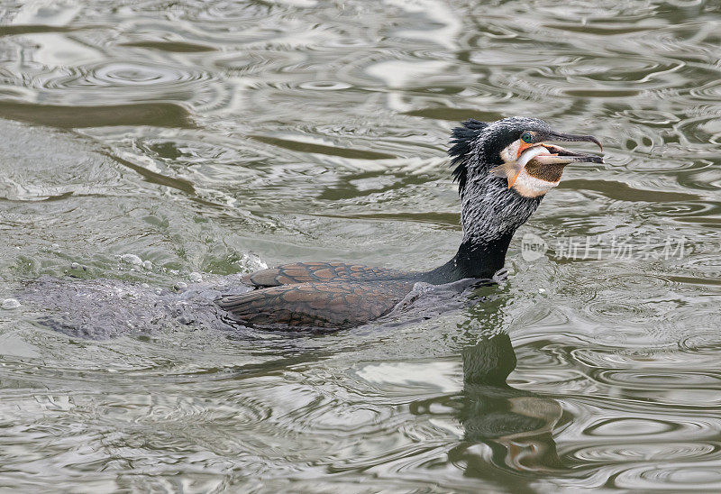 捕猎大鸬鹚(Phalacrocorax carbo)